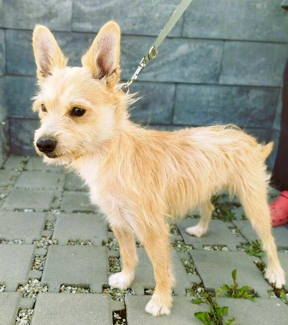 MIKI - niewielki psiaczek znowu szuka domu, ADOPTUJ!