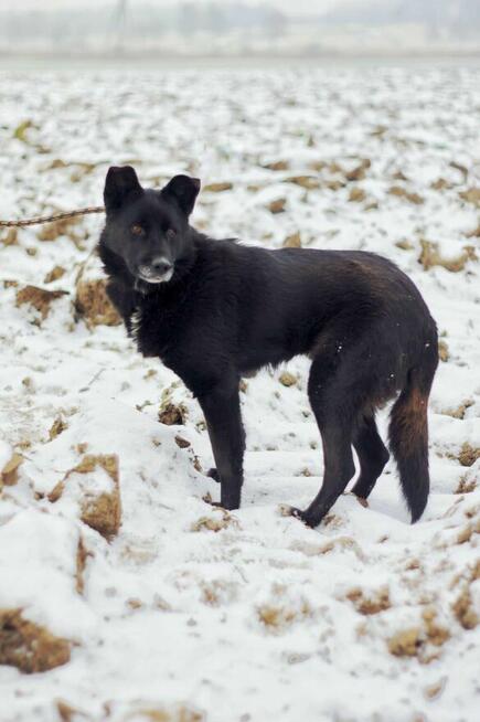Bunia - cudowna psia babcia BŁAGA o dom!