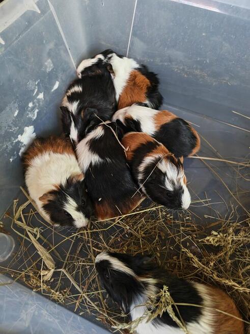 Sprzedam świnki morskie tel 5.0.3 465 4.8.8