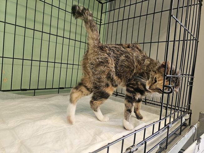 Przemiła kotka z Ursynowa