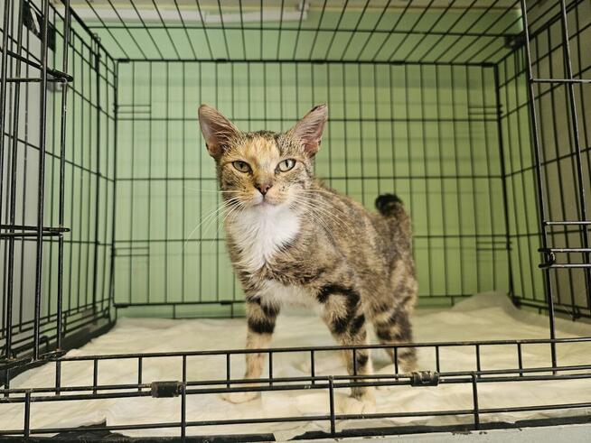 Przemiła kotka z Ursynowa