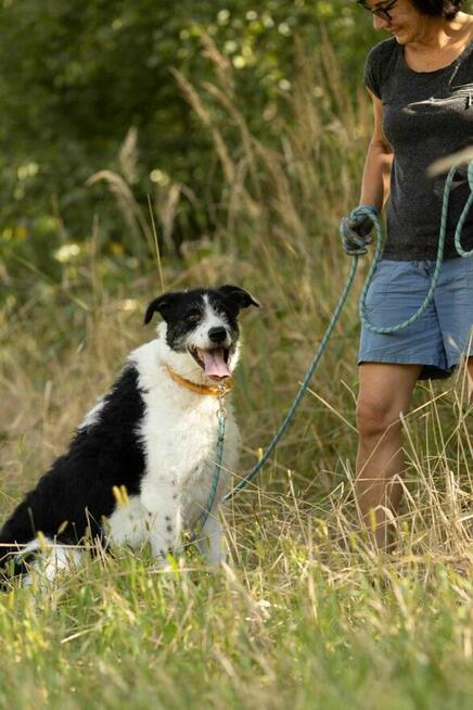 Cudny mix wyżła i teriera DONALD szuka domu !!