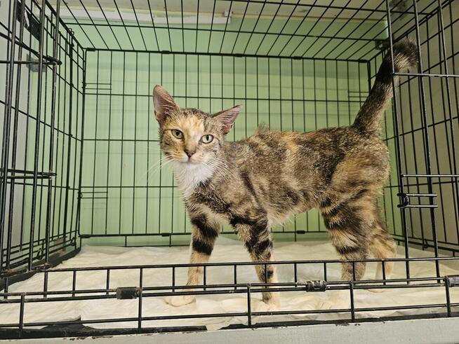 Przemiła kotka z Ursynowa