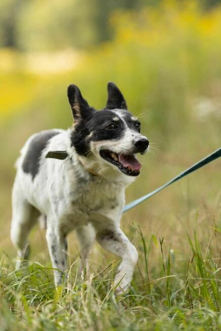 Łagodny, smutny AZOREK szuka kochającego domu !!