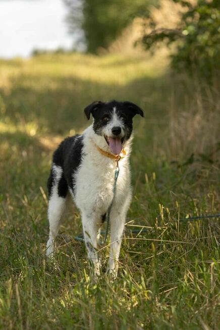 Cudny mix wyżła i teriera DONALD szuka domu !!