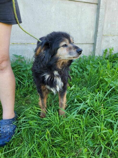 Porzucony starszy DZIADZIO szuka kochającego domu !!