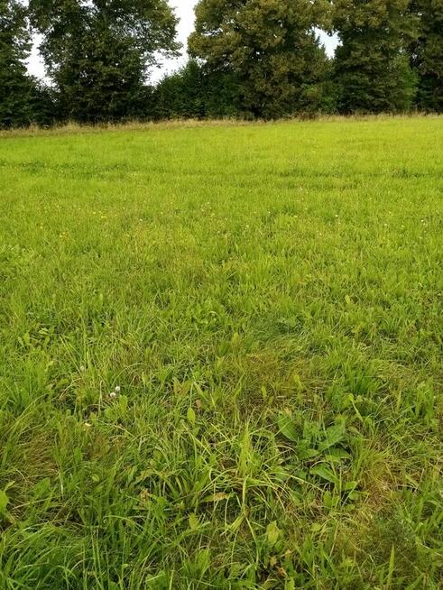 Sprzedam działkę rolną – 17 500 m² – Wieża k. Gryfowa Śl.