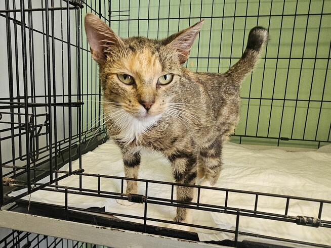 Przemiła kotka z Ursynowa