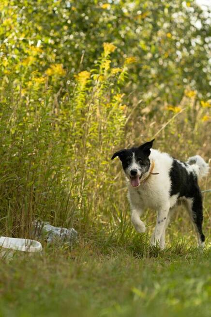 Piękny mix wyżła i teriera DONALD szuka domu !!