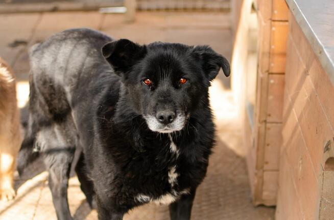 Bunia - cudowna psia babcia BŁAGA o dom!
