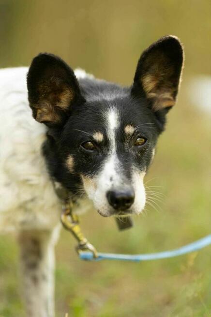 Łagodny, porzucony AZOREK szuka kochającego domu !!