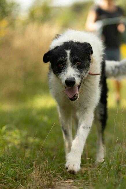 Piękny mix wyżła i teriera DONALD szuka domu !!