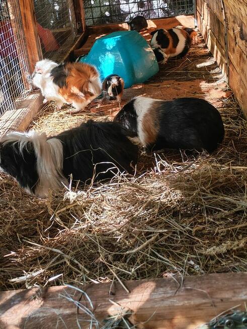 Sprzedam świnki morskie tel 5.0.3 465 4.8.8