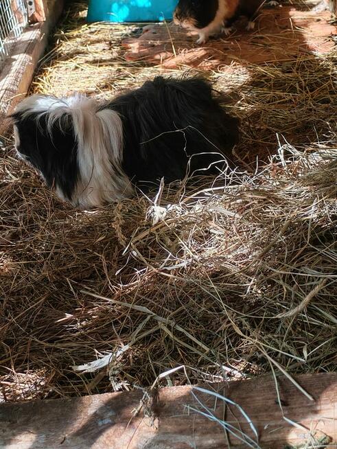 Sprzedam świnki morskie tel 5.0.3 465 4.8.8