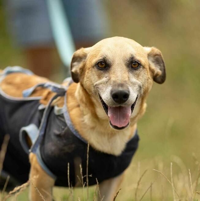 Cichy, delikatny KOWALIK pilnie szuka domu !!