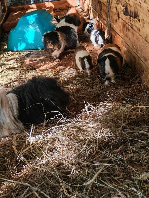 Sprzedam świnki morskie tel 5.0.3 465 4.8.8