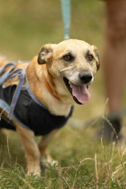 Cichy, delikatny KOWALIK pilnie szuka domu !!
