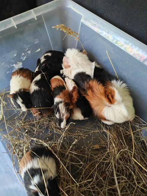 Sprzedam świnki morskie tel 5.0.3 465 4.8.8