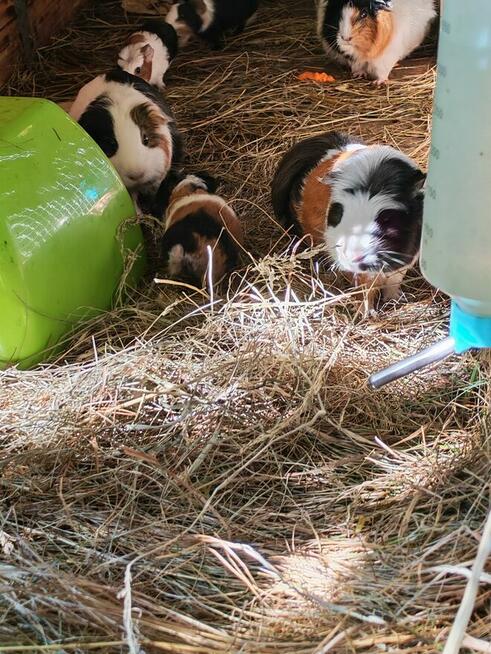 Sprzedam świnki morskie tel 5.0.3 465 4.8.8