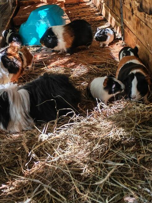 Sprzedam świnki morskie tel 5.0.3 465 4.8.8