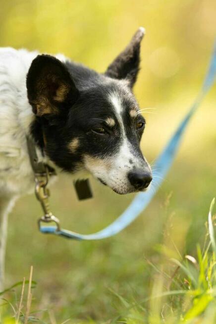Łagodny, porzucony AZOREK szuka kochającego domu !!