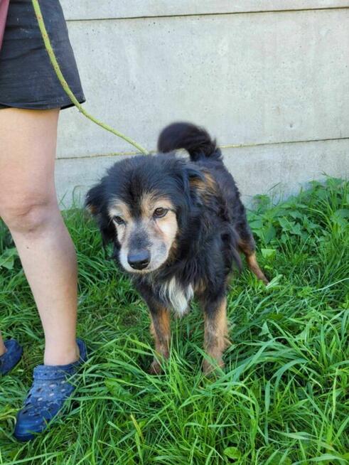 Porzucony, uroczy DZIADZIO szuka kochającego domu !!