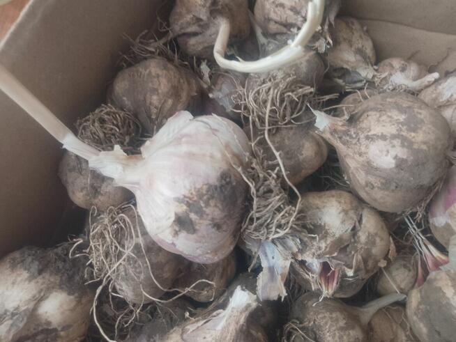 Czosnek Harnaś zimowy