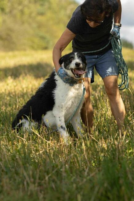 Piękny mix wyżła i teriera DONALD szuka domu !!