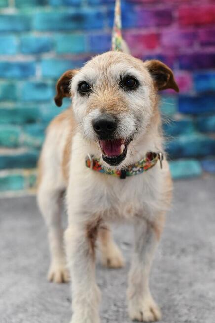 Terry w typie teriera szuka aktywnego domku!