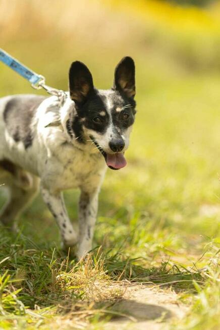Łagodny, porzucony AZOREK szuka kochającego domu !!