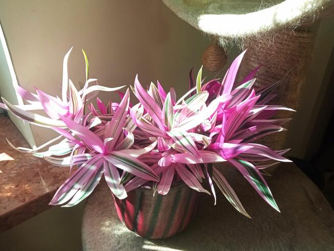 Sprzedam aloesy tygrysie i nie tylko...