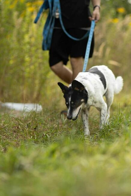 Łagodny, porzucony AZOREK szuka kochającego domu !!