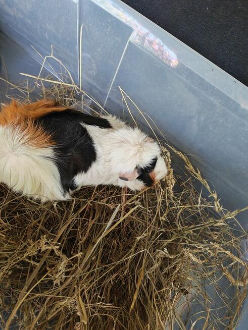 Sprzedam świnki morskie tel 5.0.3 465 4.8.8