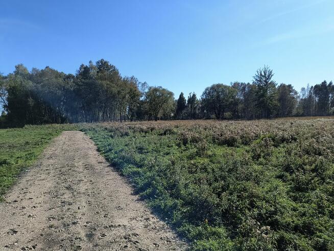 Na sprzedaż 6 dużych działek w Pilchach 150 m od jeziora Roś