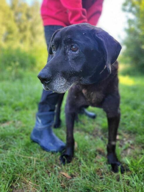 Poczciwy, porzucony SENIOREK szuka domu !! Do adopcji !!