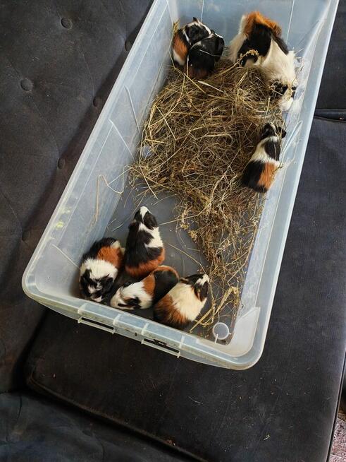 Sprzedam świnki morskie tel 5.0.3 465 4.8.8