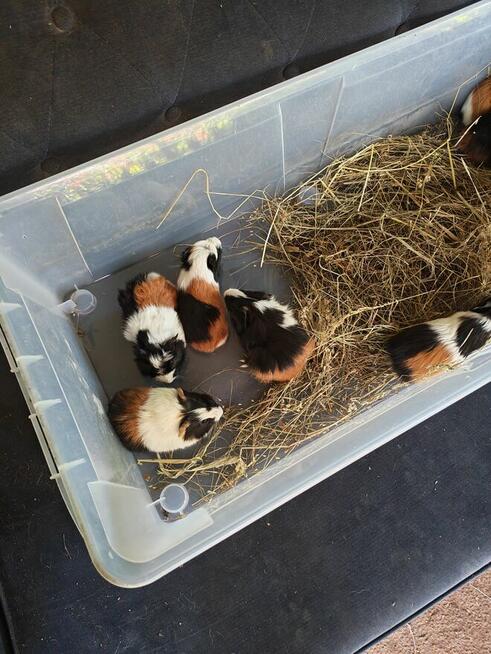 Sprzedam świnki morskie tel 5.0.3 465 4.8.8