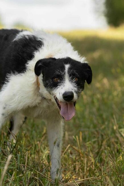 Cudny mix wyżła i teriera DONALD szuka domu !!