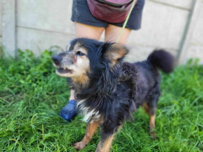 Porzucony starszy DZIADZIO szuka kochającego domu !!