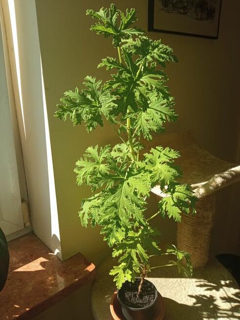 Sprzedam aloesy tygrysie i nie tylko...