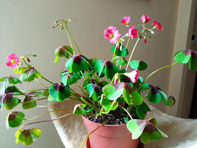 Sprzedam aloesy tygrysie i nie tylko...