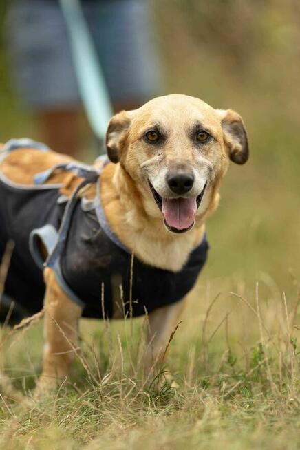 Cichy, delikatny KOWALIK pilnie szuka domu !!