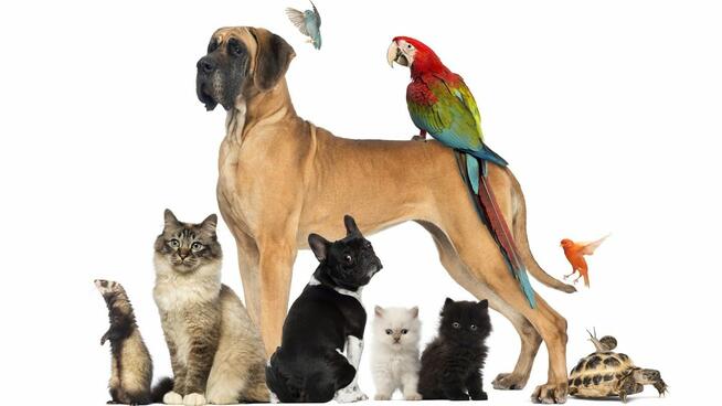 opieka nad zwierzętami całodobowa