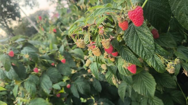 Zbiór malin odmian późnych 6 zł kilogram