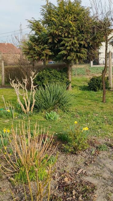 Dom z budynkiem gospod. i dzialk. budowl 19a Pow Brzeski