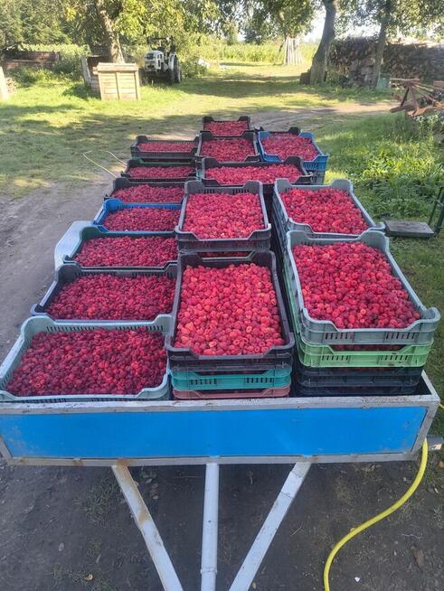 Zbiór malin odmian późnych 6 zł kilogram