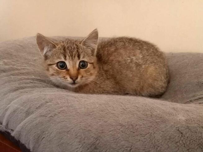 Dziunia - kocię urodzone w pierwszej połowie czerwca br.