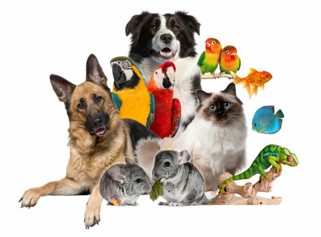 opieka nad zwierztami całodobowo