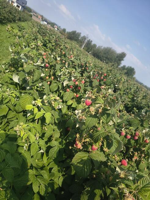 Zbiór malin odmian późnych 6 zł kilogram