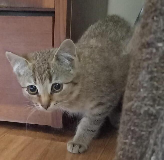 Dziunia - kocię urodzone w pierwszej połowie czerwca br.